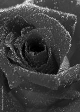 preview bw
