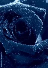preview cold