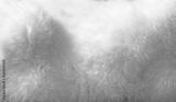 preview bw