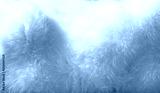 preview cold