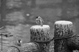 preview bw