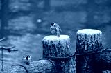 preview cold