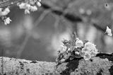 preview bw