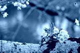 preview cold