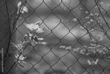 preview bw