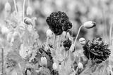 preview bw