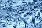 preview cold