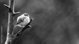 preview bw