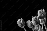 preview bw