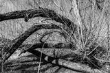 preview bw