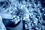 preview cold