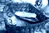 preview cold