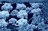 preview cold