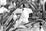 preview bw
