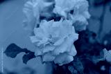 preview cold