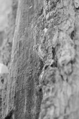 preview bw