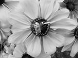 preview bw
