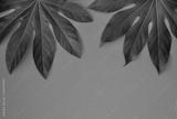 preview bw