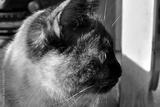 preview bw