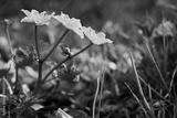 preview bw