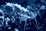 preview cold
