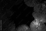 preview bw