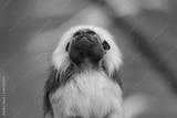 preview bw