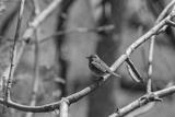 preview bw
