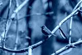 preview cold