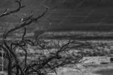 preview bw