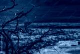 preview cold