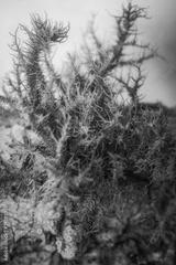 preview bw