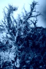 preview cold