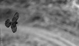 preview bw