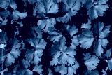 preview cold