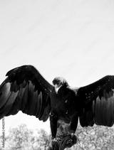 preview bw