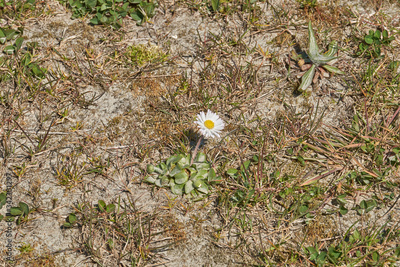 image to crop