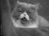 preview bw