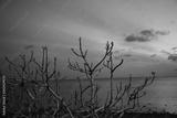 preview bw
