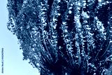 preview cold