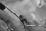 preview bw