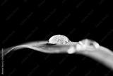 preview bw