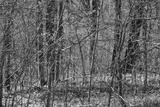 preview bw