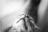preview bw