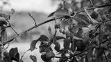 preview bw