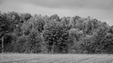 preview bw
