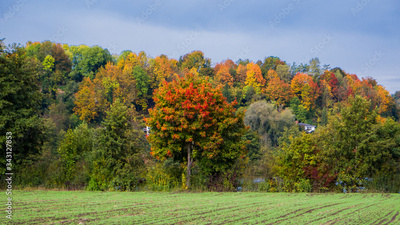 image to crop