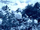 preview cold