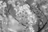 preview bw