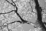 preview bw